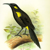 Bishop's Oo
